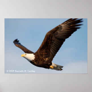 Poster Aigle de Bald en vol