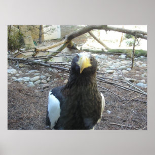 Poster Aigle de mer de Steller