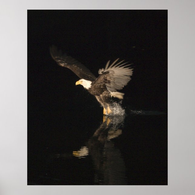 POSTER AIGLE DE NUIT (Devant)