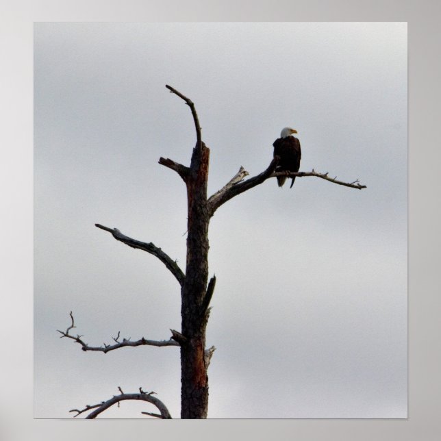 Poster Aigle de tête dans l'arbre (Devant)