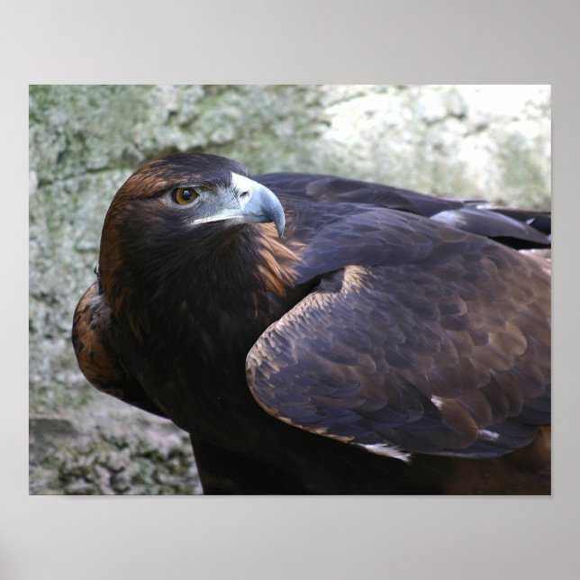 Poster Aigle d'or (Devant)