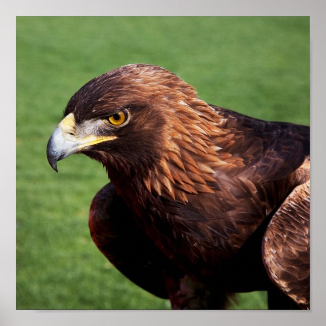 Poster Aigle d'or (Devant)