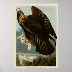 Poster Aigle d'or des oiseaux d'Amérique d'Audubon