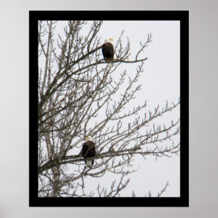 Poster Aigle double