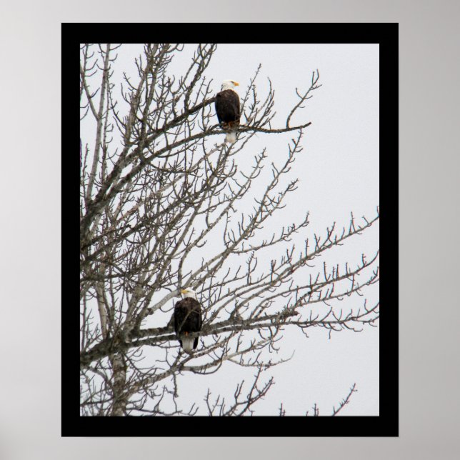 Poster Aigle double (Devant)