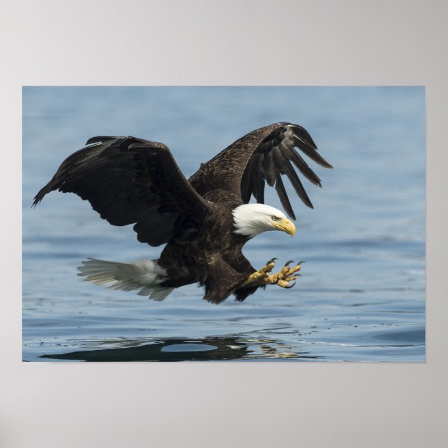 Poster Aigle en approche (Devant)
