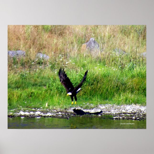 Poster Aigle en marche (Devant)