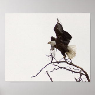 Poster Aigle en vol
