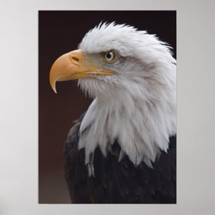Poster Aigle fier imprimé