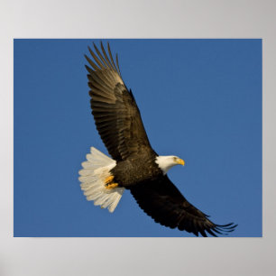 Poster Aigle, Haliaeetus leucocephalus, Homer,