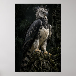 Poster Aigle Harpie dans l'Art Mural de la Forêt Tropical