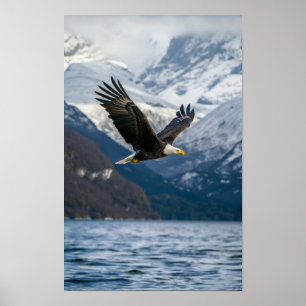 Poster Aigle Majestueux Volant Au-Dessus De L'Eau Neige P