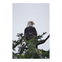 Aigle sur l'image du sommet de l'arbre