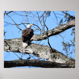 Poster Aigle sur une branche