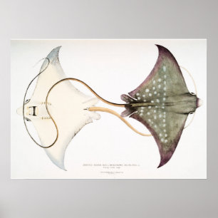 Poster Aigle tacheté Stingray : Une Créature Magnifique