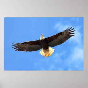 Poster Aigle volant