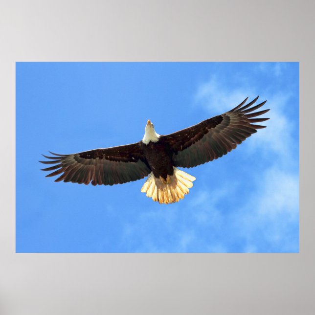 Poster Aigle volant (Devant)
