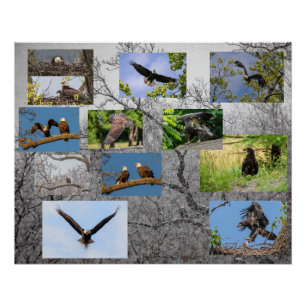 Poster Aigles à tête blanche, élever Junior