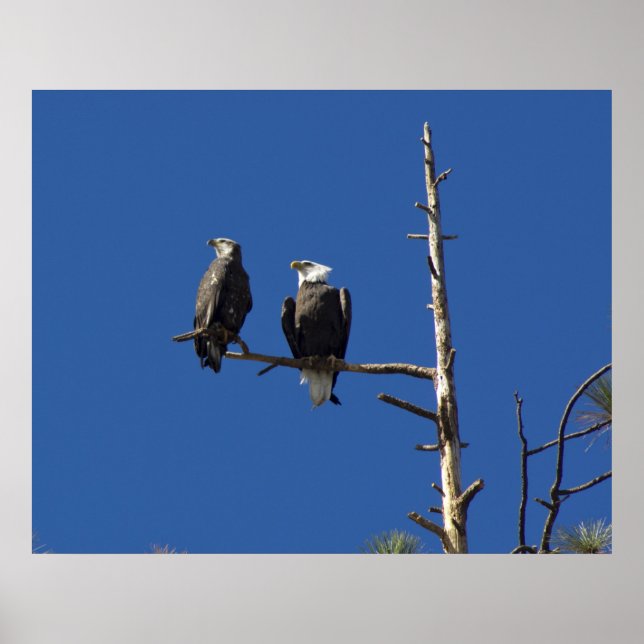 Poster Aigles à tête perchée (Devant)