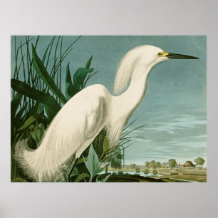 Poster Aigrette neigeuse d'Audubon oiseau héron blanc orn