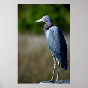 Poster Aiguille bleue dans la nature