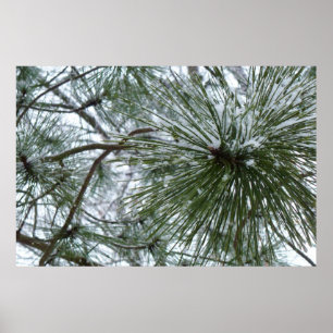 Poster Aiguilles de pin neigeux Hiver Nature Photographie