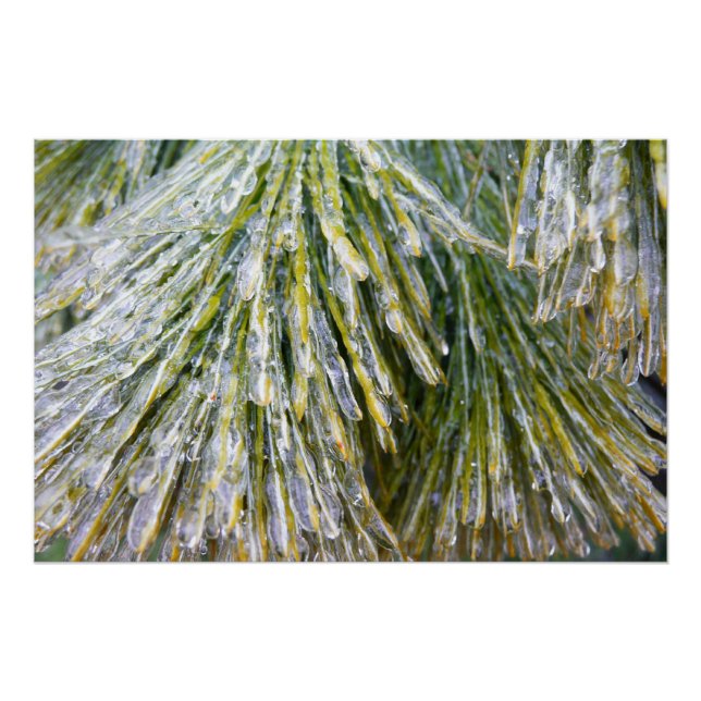 Poster Aiguilles de pin recouvert de glace Botanique hive (Devant)