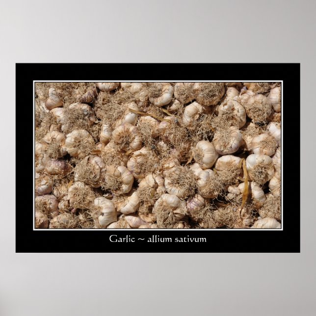 Poster Ail en français (Devant)