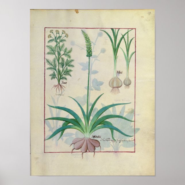 Poster Ail et autres plantes (Devant)