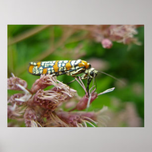 Poster Ailanthus Webworm Moth (Atteva punctella)