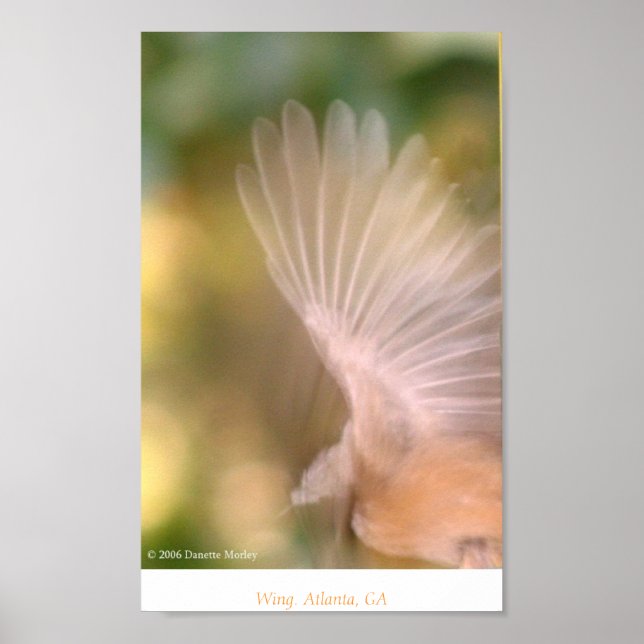 Poster Aile (Devant)