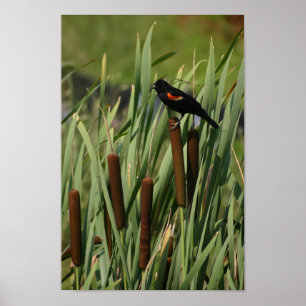 Poster aile rouge
