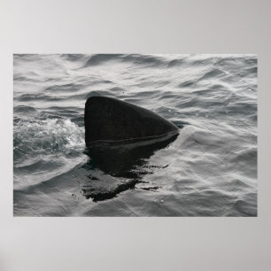 Poster Aileron de requin