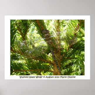 Poster 'Ailes de verre tendues'