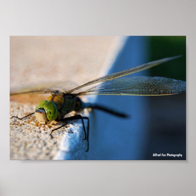 Poster Ailes d'une Libellule (Devant)