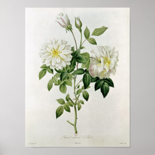 Poster Aime Vibere gravée par Eustache Hyacinthe