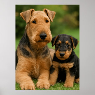 Poster Airedale Terrier Avec Chiot