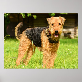 Poster Airedale Terrier Chien chiot