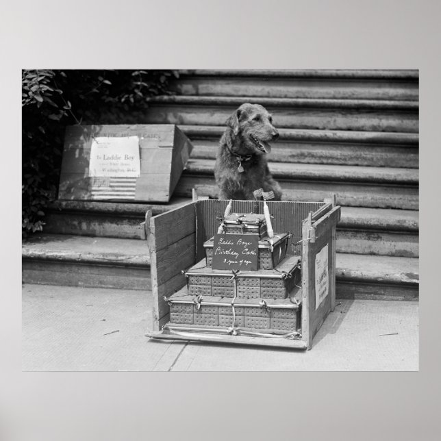 Poster Airedale Terrier du président Harding, 1922 (Devant)