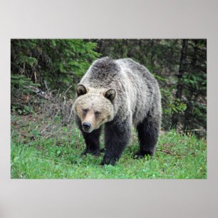 Poster Alaska Grizzly Bear Photo de la faune