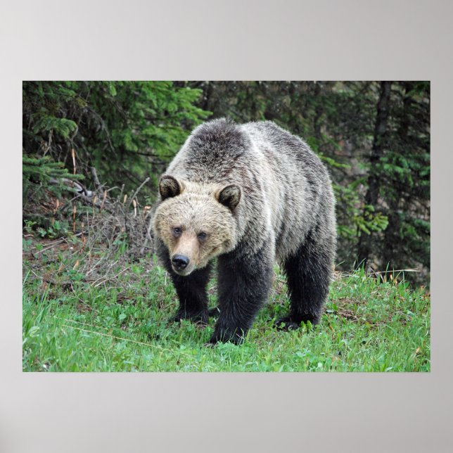Poster Alaska Grizzly Bear Photo de la faune (Devant)