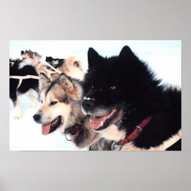 Poster Alaskan Husky Love (Devant)