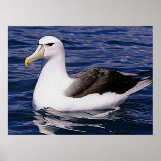 Poster Albatros