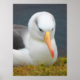 Poster Albatross Bird au large de la Nouvelle-Zélande