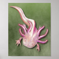 Albino Axolotl "Poisson de promenade" Art