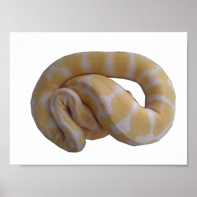 Poster Albino Ball Python (Devant)