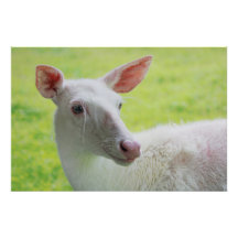 Albino Deer