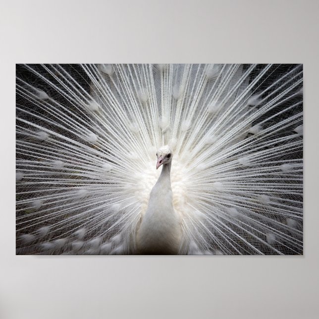 Poster Albino Peacock (Devant)