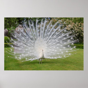 Poster Albino Peacock Displays Feathers