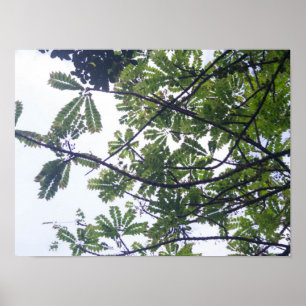Poster Albizia adianthifoli